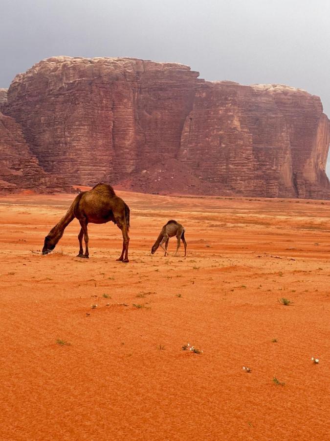 Wadi Rum Oryx Hostel & Tours Exteriér fotografie